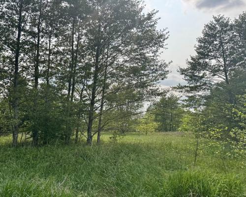 Działka w  Kosmatym Borku