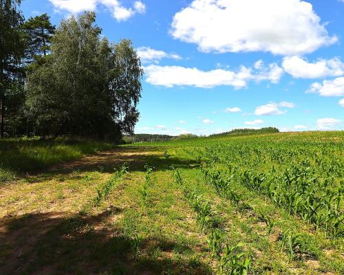 Działka budowlana na Mazurach Rożyńsk Wielki