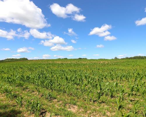Działka budowlana na Mazurach Rożyńsk Wielki
