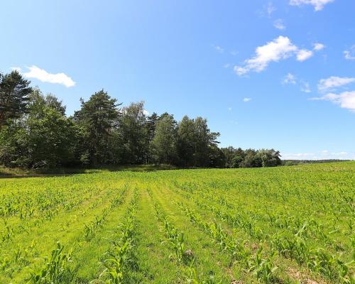 Działka budowlana na Mazurach Rożyńsk Wielki