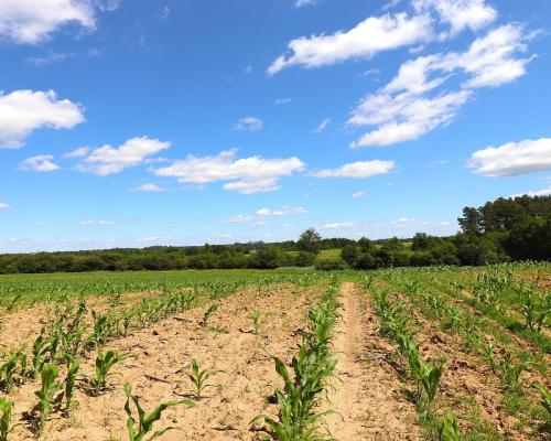 Działka budowlana na Mazurach Rożyńsk Wielki