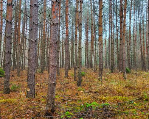 Zadbane działki leśne