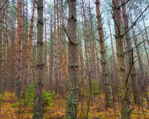 Zadbane działki leśne