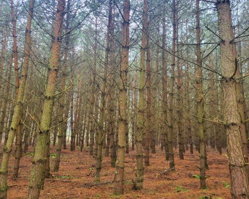 Zadbane działki leśne