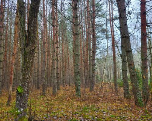 Zadbane działki leśne