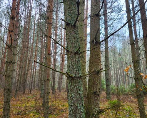 Zadbane działki leśne