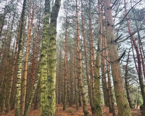 Zadbane działki leśne