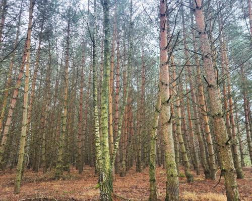 Zadbane działki leśne