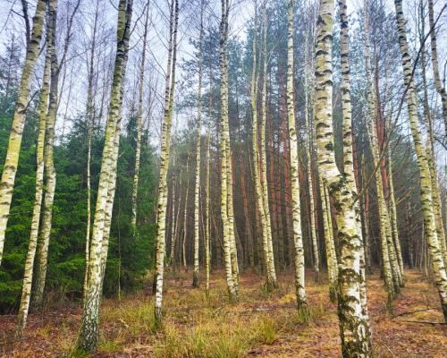 Zadbane działki leśne