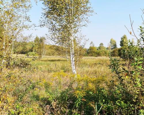 Ciasne. Działka budowlana 5100 m2.