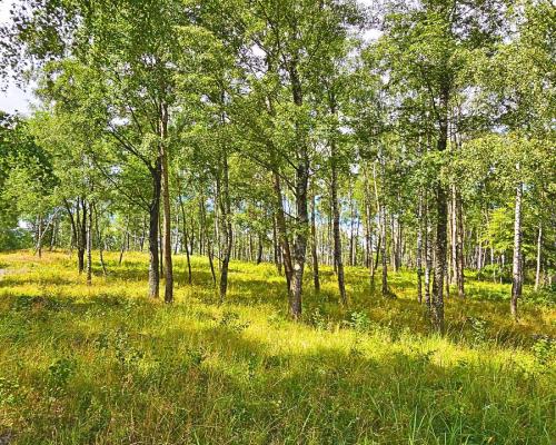 Działka budowlana blisko mazurskiego jeziora..