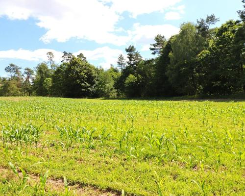 Działka budowlana na Mazurach Rożyńsk Wielki