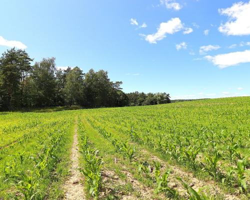 Działka budowlana na Mazurach Rożyńsk Wielki