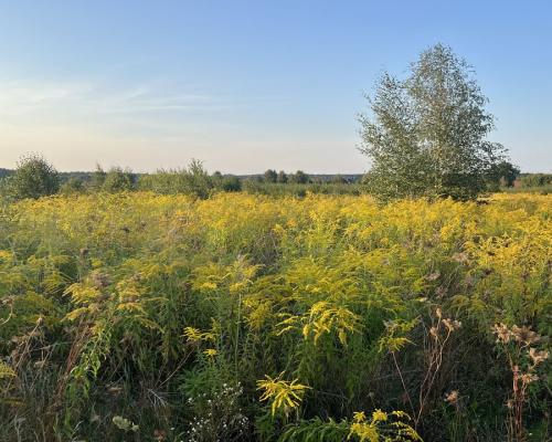 Ziemia pod uprawy blisko Hajnówki.