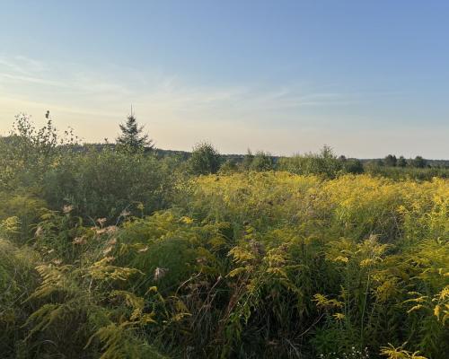 Ziemia pod uprawy blisko Hajnówki.