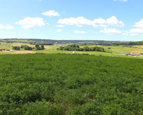 Działka rolno budowlana gmina Rutka-Tartak