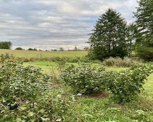 Nowodworce działka pod wymarzony dom lub inwestycj