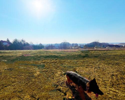 Królewskie Wzgórza, 3 km od Białegostoku.