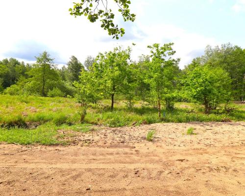 Działka w środku lasu