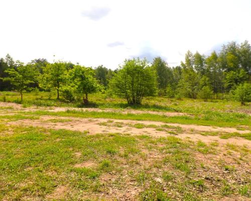 Działka w środku lasu