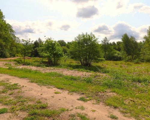 Działka w środku lasu