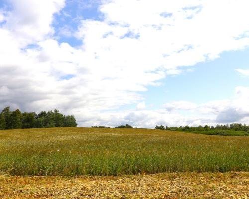 Działka rolno-budowlana Garbas II 5,5 ha