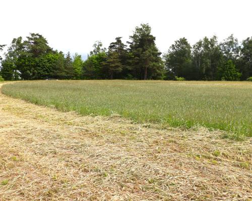 Działka rolno-budowlana Garbas II 5,5 ha