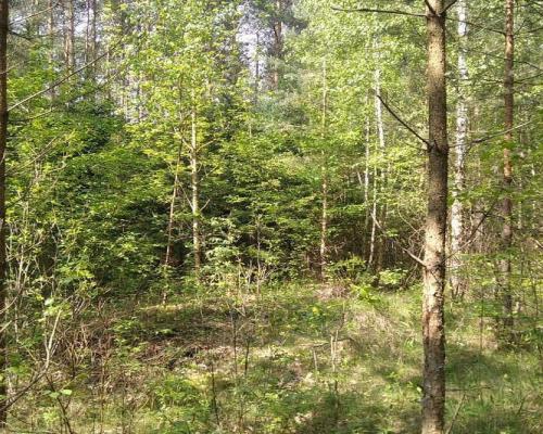 Działka idealna na domek.