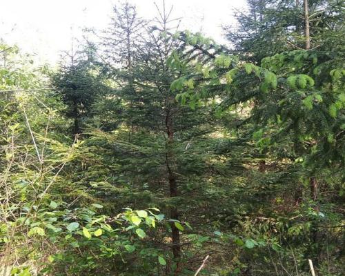 Działka idealna na domek.