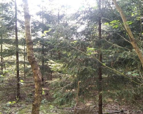 Działka idealna na domek.