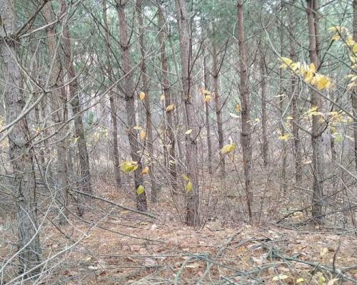 Działka idealna na domek.