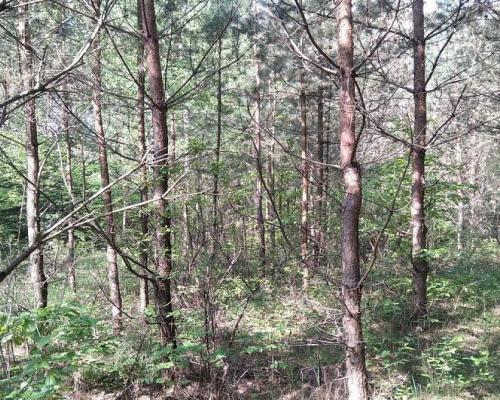 Działka idealna na domek.