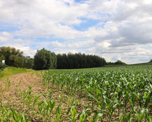 Działka budowlana na Mazurach Rożyńsk Wielki