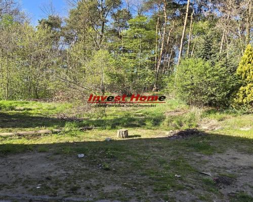 Dom do remontu z lasem.