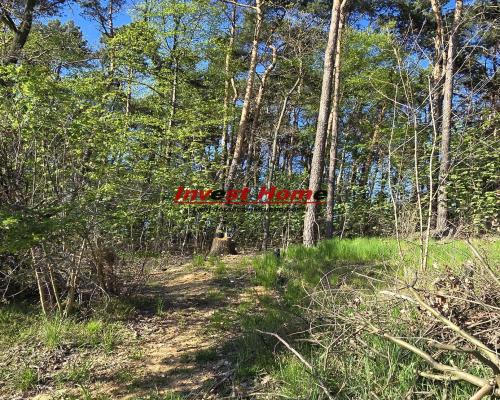 Dom do remontu z lasem.