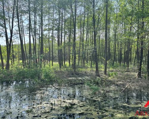 Działka Osiek /Szpetal Górny  pow: 2888 m2