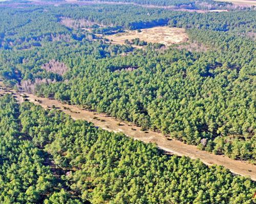 Działka las iglasty 40-50 letni, Bobrownickie Pole