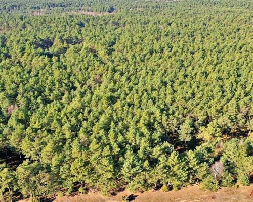 Działka las iglasty 40-50 letni, Bobrownickie Pole