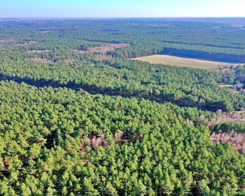 Działka las iglasty 40-50 letni, Bobrownickie Pole