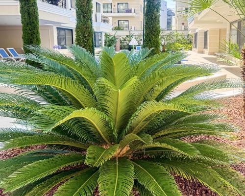 Apartamenty blisko słynnej plaży "Kleopatra"