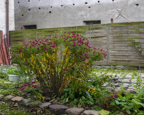 Bezczynszowe 3 pokoje z ogródkiem