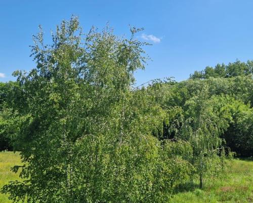 Działka 0,98 Ha możliwość zabudowy