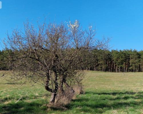 Siedlisko w Odrach z działką 12800 m2