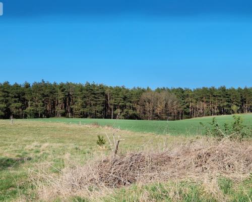 Siedlisko w Odrach z działką 12800 m2