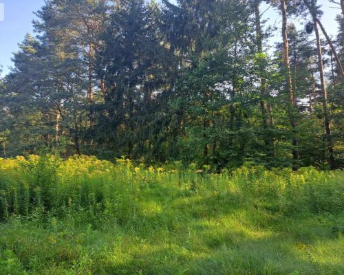 Działka 10 ar budowlana przy ścianie lasu!