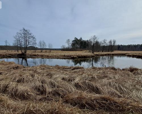 Działka 1,140 ha przy lesie Nad rzeką Wdą-Smolniki