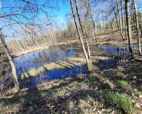 Działka 3 ha z lasem i stawem | WZ | Jeleńcz