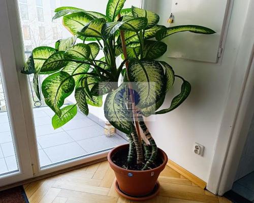 Śródmieście: lokal biurowy 22m2 do wynajęcia
