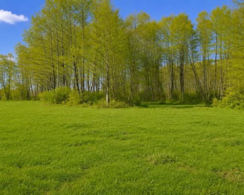 Działka rolno-budowlana 2,5 ha. Nowosiółki