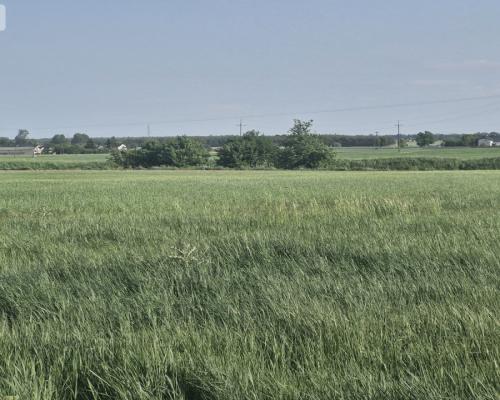 * Działka w Żninie 115 zł./mkw.